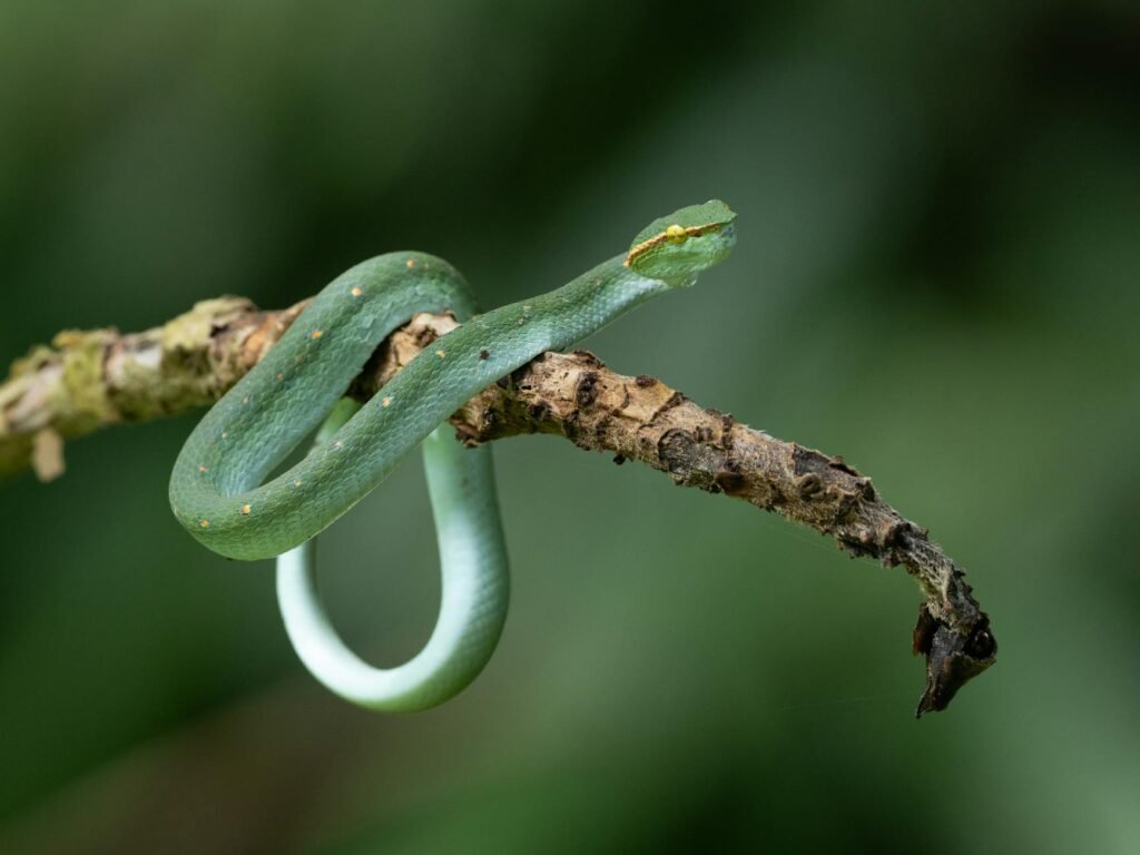Sonhar com cobra verde