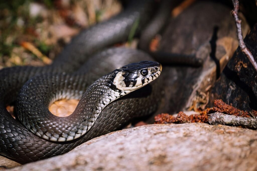 Sonhar com cobra preta