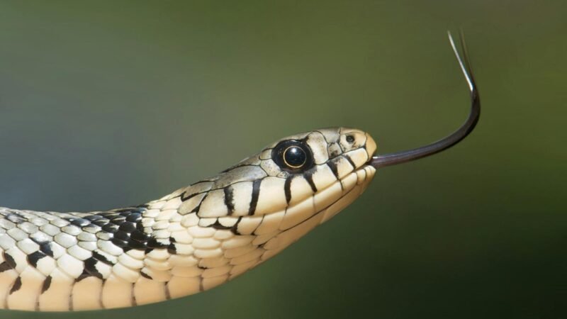 Sonhar com Cobra picando: o que esse sonho tenta te dizer?