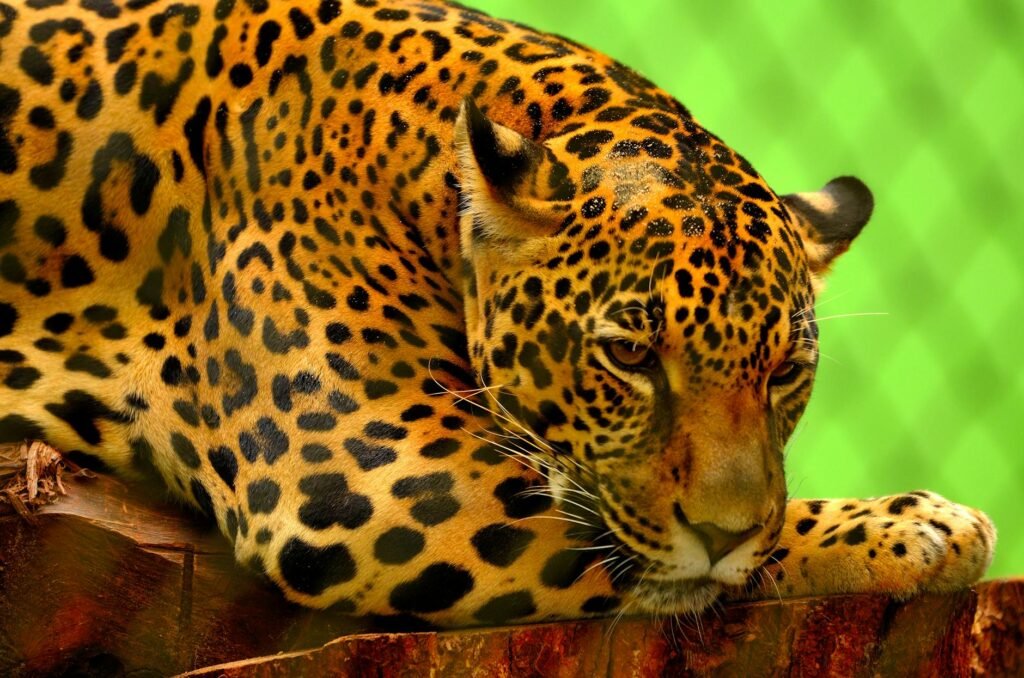 sonhar com onça