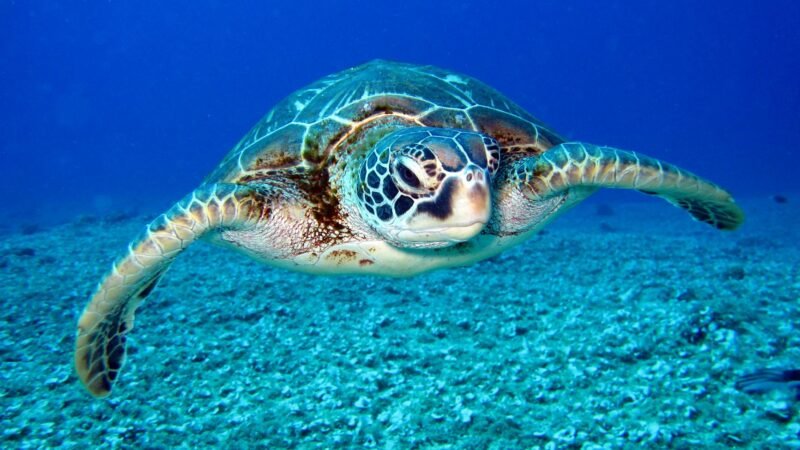 Tartaruga nos sonhos: o que isso revela sobre você?