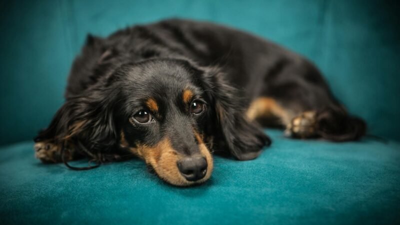 Sonhar com Cachorro Preto: um sinal do universo?